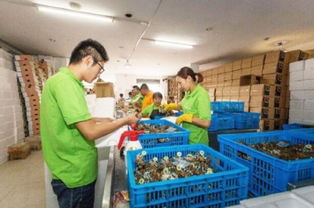 數字浪潮中的鄉村振興 電商交易額創新高，羽絨產品暢銷海外